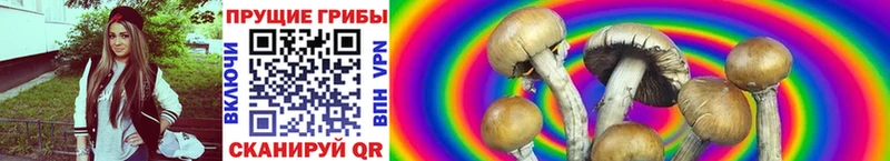 Купить где  Нижнекамск  Галлюциногенные грибы Psilocybe 